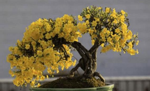 怎么养迎春花才能让根部粗