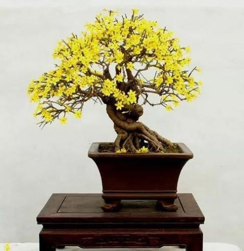 怎么养迎春花才能让根部粗