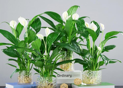 白掌可以浇醋吗