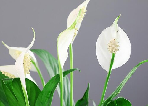 白掌可以浇醋吗