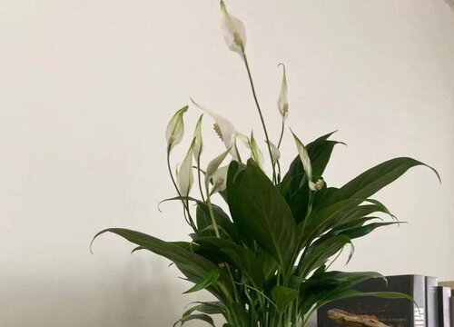 白掌可以浇醋吗