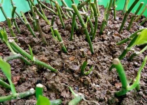 绿萝插枝方法和时间