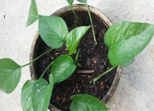 绿萝插枝方法和时间