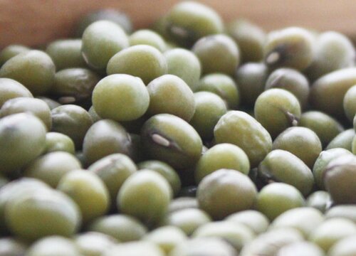 绿豆是热性还是凉性