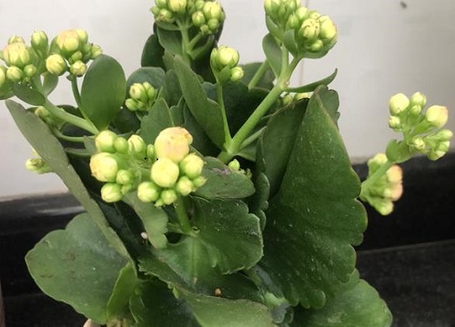 长寿花枝叶徒长是哪些原因造成的