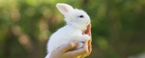 兔子和猫能一起养吗