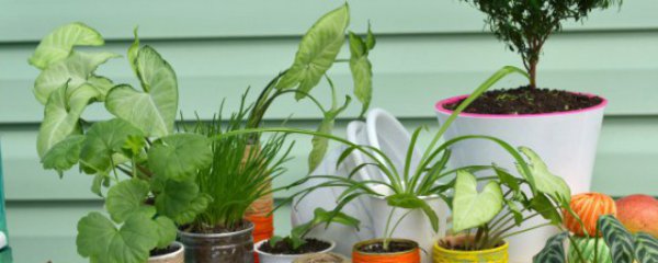 室内盆景植物有哪些