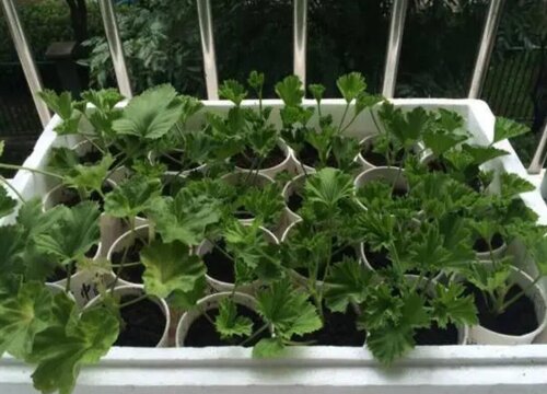 小苗花卉快速长爆盆的秘诀