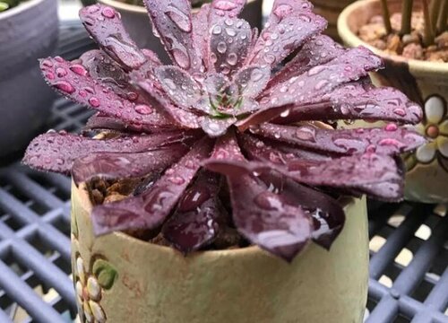 小苗花卉快速长爆盆的秘诀