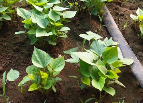 红薯立夏后还能栽吗