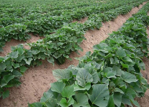 红薯立夏后还能栽吗