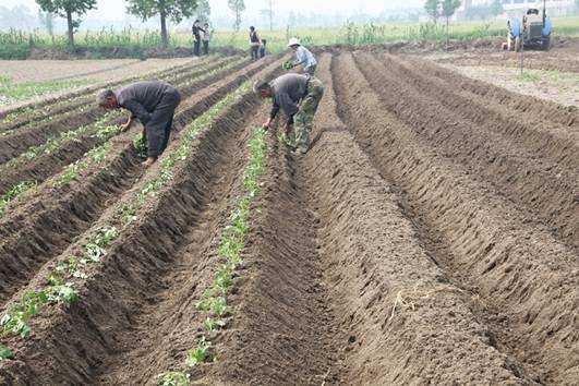 红薯立夏后还能栽吗