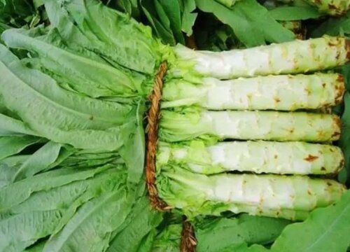 莴笋种植时间和收获时间