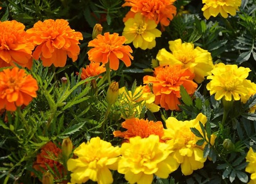 孔雀草的花语和寓意