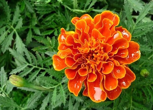 孔雀草的花语和寓意