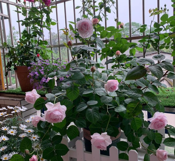 奥利维亚月季优缺点