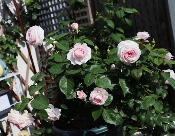 奥利维亚月季优缺点