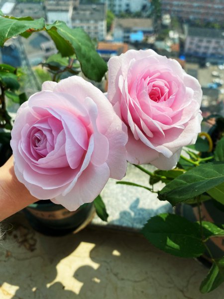 奥利维亚月季优缺点