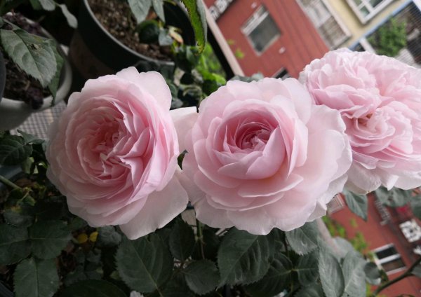 奥利维亚月季优缺点