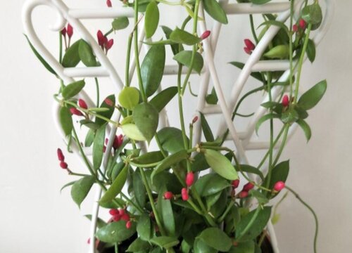 玉荷包吊兰如何栽种