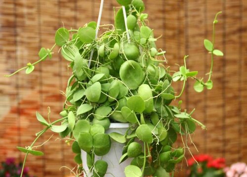 玉荷包吊兰如何栽种