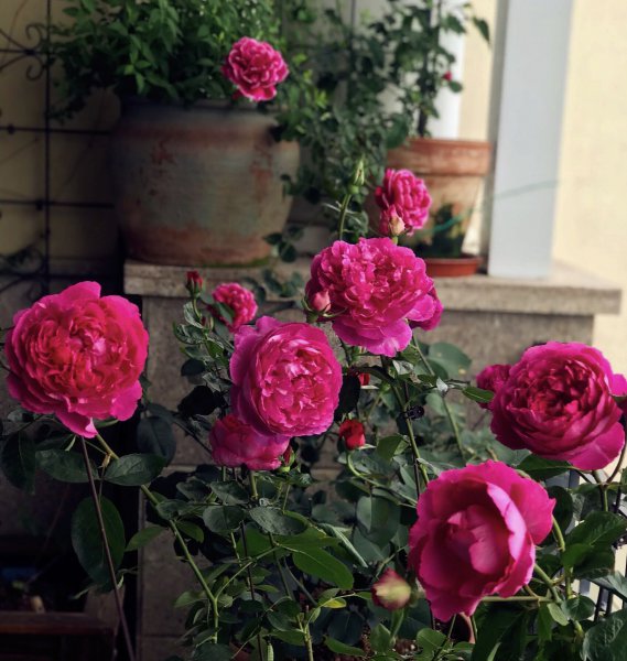 胭脂香水月季优缺点