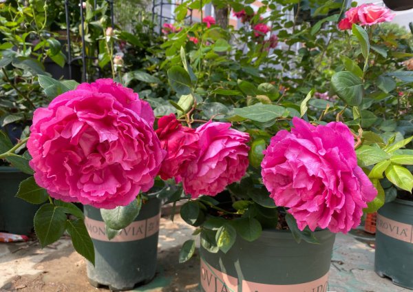 胭脂香水月季优缺点