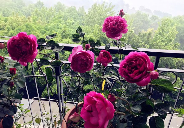 胭脂香水月季优缺点