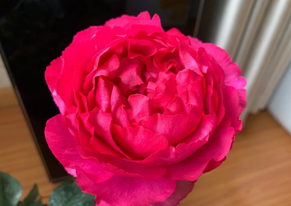 胭脂香水月季优缺点