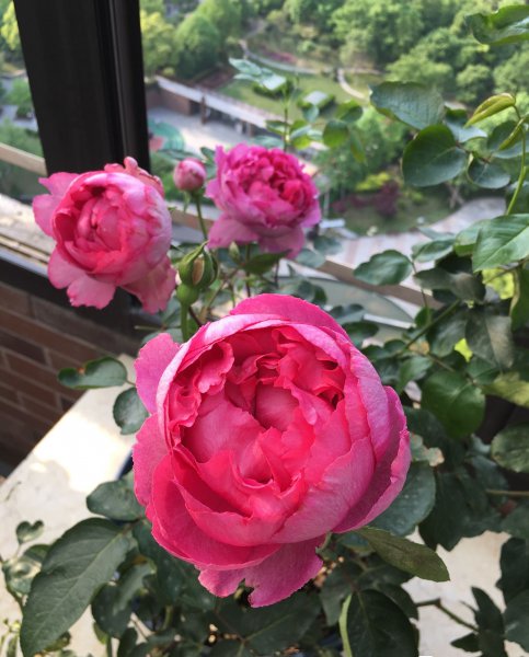 胭脂香水月季优缺点