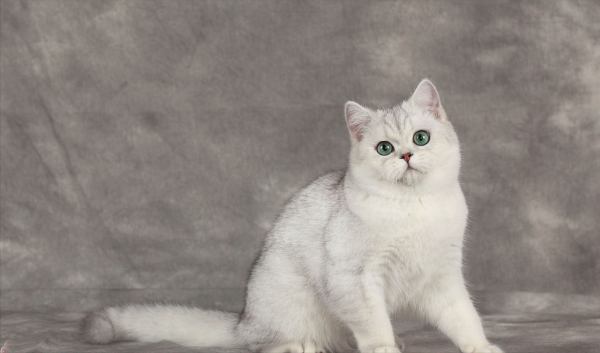 银渐层为什么不好养