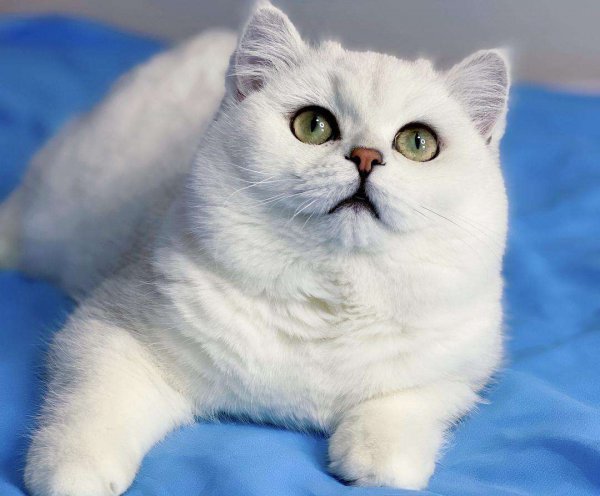 银渐层为什么不好养