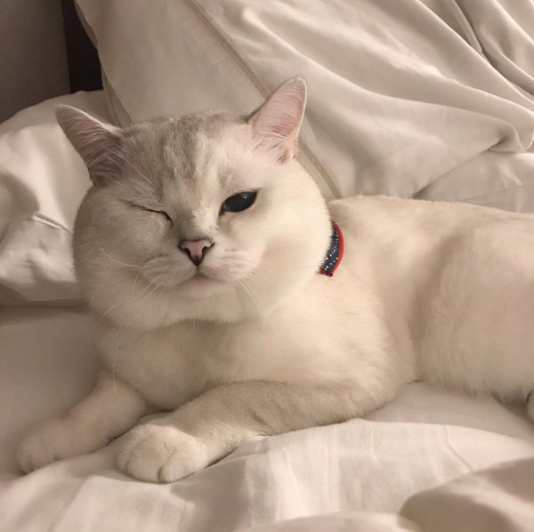 银渐层为什么不好养