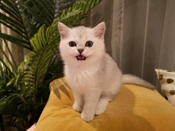 银渐层为什么不好养