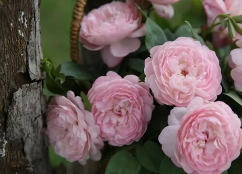 冬天如何给月季施肥来年开春花开满盆