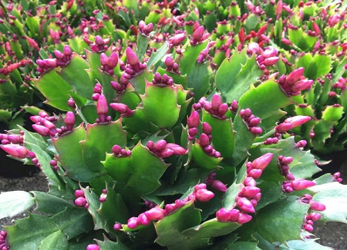 用什么养护蟹爪兰叶片翠绿饱满