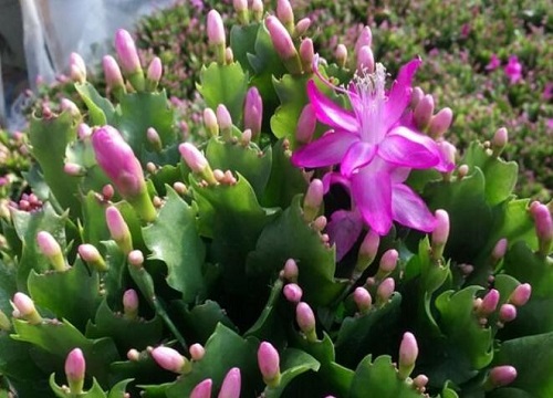 用什么养护蟹爪兰叶片翠绿饱满