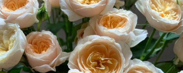 朱丽叶玫瑰好养吗