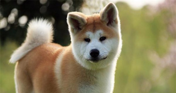 各个国家的国宝有哪些