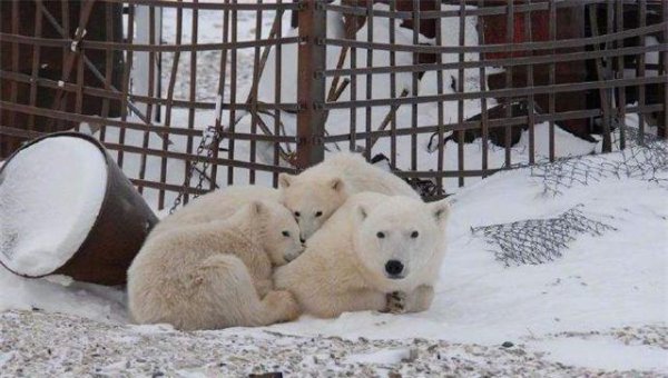 各个国家的国宝有哪些