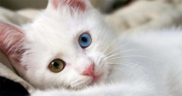 各个国家的国宝有哪些