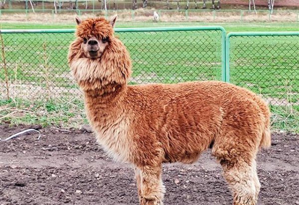 各个国家的国宝有哪些