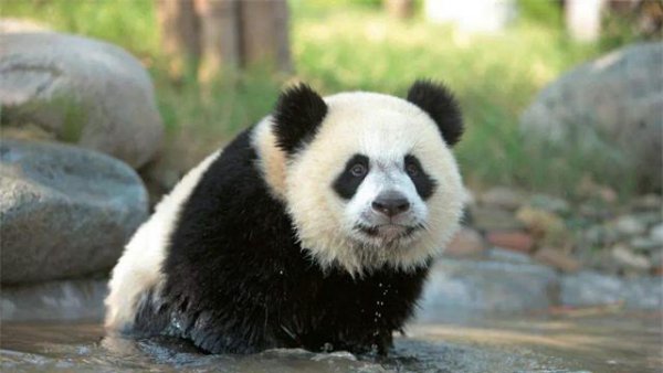 各个国家的国宝有哪些