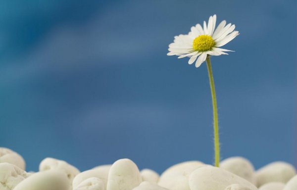 天蝎座的终身贵人是谁