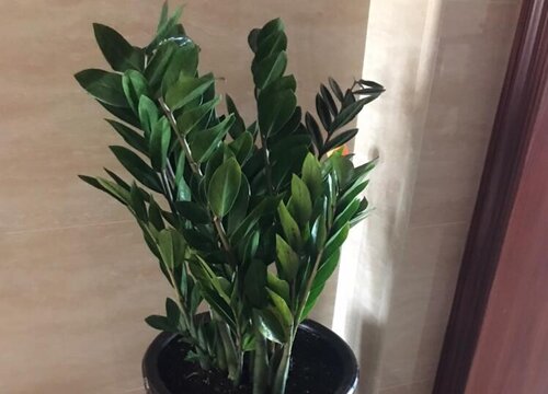 金钱树夏天可以换盆吗