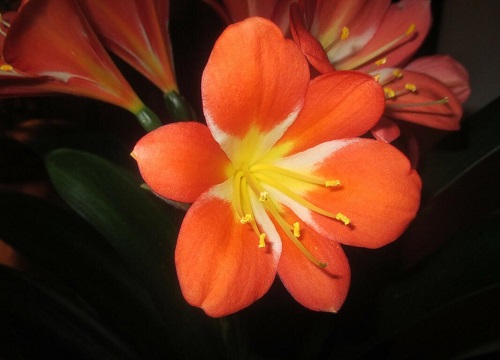 夏季养护君子兰施肥需要注意些什么