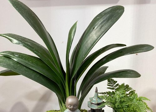 夏季养护君子兰施肥需要注意些什么