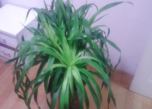 龙血树怎么修根