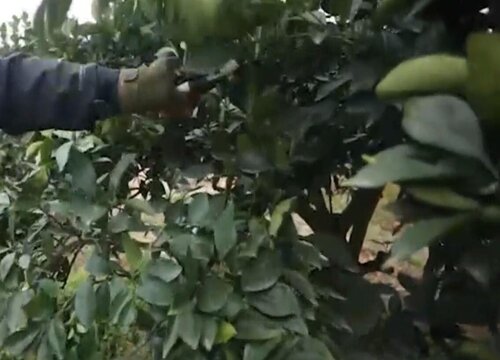 盆栽桔子树怎么剪枝