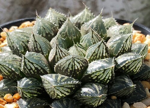 玉露开花吗 开花什么样子